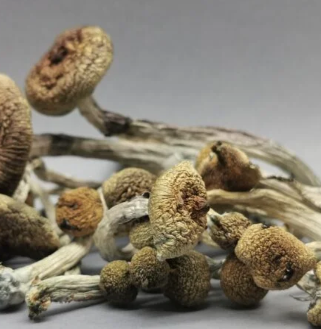 {15526B63-4010-45EF-8AD1-0260DBD23A74}