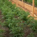 {34A2FE92-CE31-44A0-9E09-CA18D8075391}