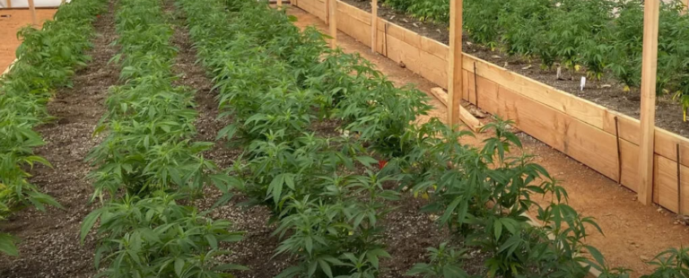 {34A2FE92-CE31-44A0-9E09-CA18D8075391}