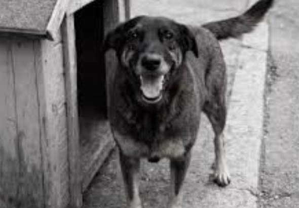 {1B49D447-4D7D-4536-952D-B92977FC90A2}